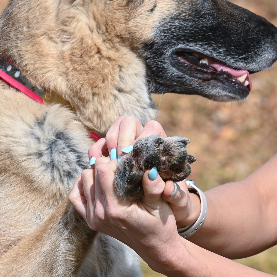 Rhino Wax Dog Paw Protection - Beach Wax