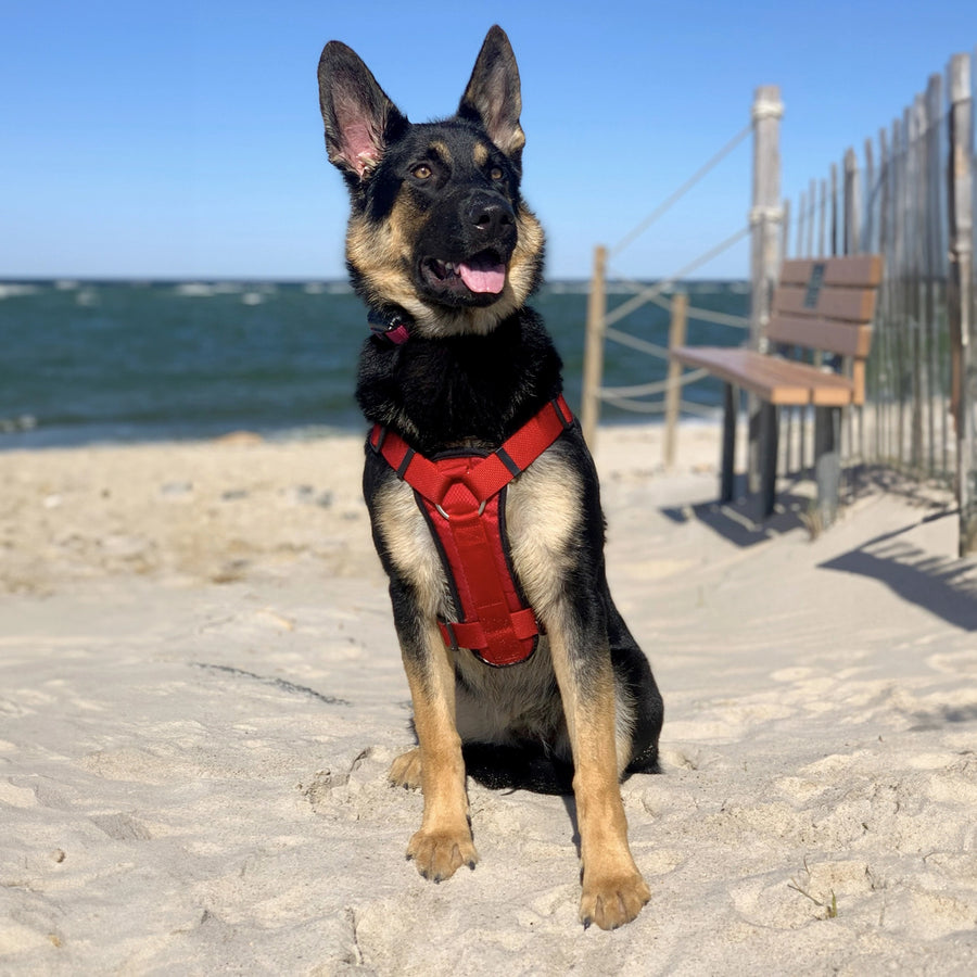 Rhino Wax Dog Paw Protection - Beach Wax